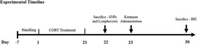 Ketamine Rescues Hippocampal Reelin Expression and Synaptic Markers in the Repeated-Corticosterone Chronic Stress Paradigm